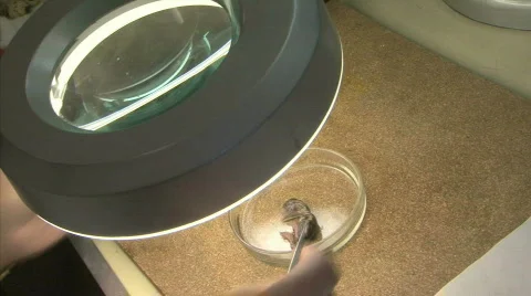 Nestling under the microscope Vidéo 772485