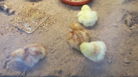 Nestlings in the incubator Stock Footage 40642404