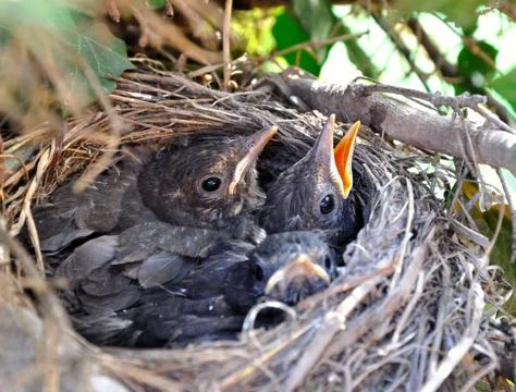 The  nestlings in a tree nest. Stock Photos