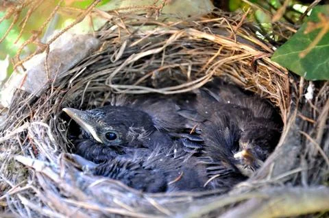 The  nestlings in a tree nest. Foto stock