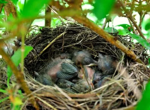 The  nestlings in a tree nest. Stock Photos