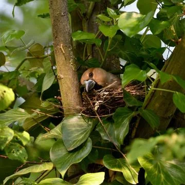 Nestpflege... Kernbeißer ( Coccothraustes coccothraustes ), brütendes Weib. Stock Photos