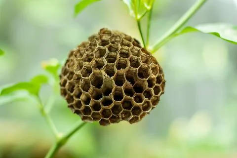 Nests are mostly made out of a mixture of chewed wood and wasp saliva Stock-Fotos