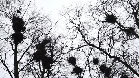 Nests of rooks in trees. Rooks have arrived, flight of rooks. Bottom up view. Stock Footage 225108230