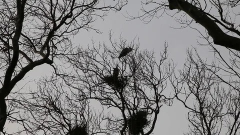 Nests of storks on the crowns of trees Stock Footage 72953693