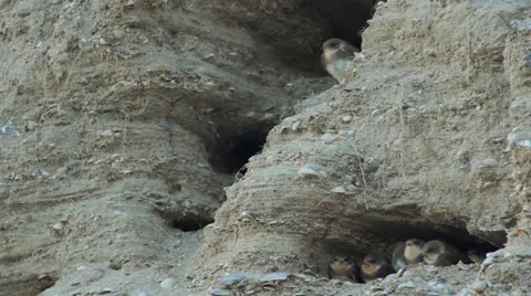 The nests of swallows in a sand quarry Stock Footage 25161029