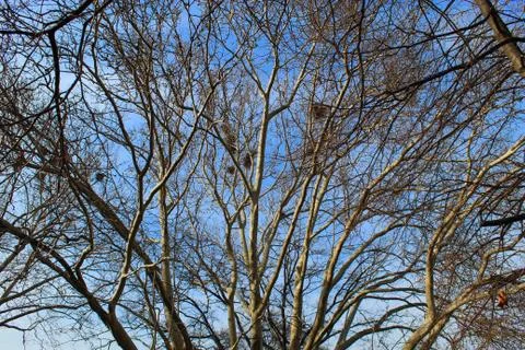 Nests in the trees against the sky. Stock Photos