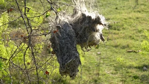 Nests of Webworm caterpillars high in the trees Stock Footage 172519569