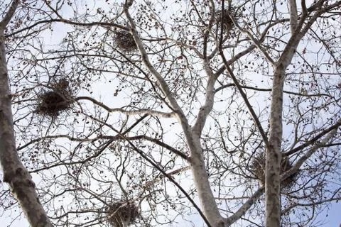 Nests in winter Foto stock