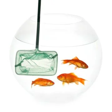 Net and fish Stock Photos