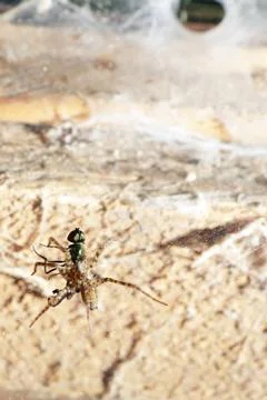 Net and spider with fly in old wooden shed Stock Photos