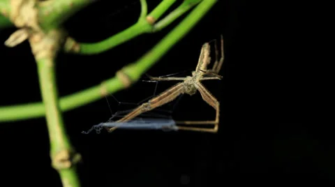 Net-casting ogre faced Spider (Deinopis subrufa) 1 of 3 Stock Footage 33059247