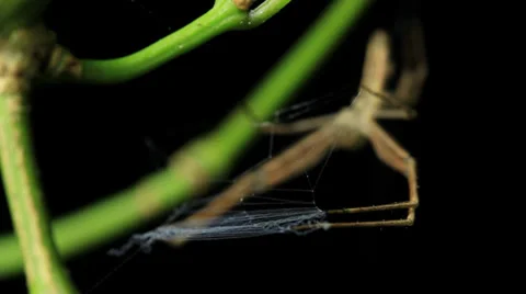 Net-casting ogre faced Spider (Deinopis subrufa) 3 of 3 Stock Footage 33059409