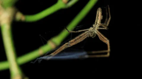 Net-casting ogre faced Spider (Deinopis subrufa) 2 of 3 Stock Footage 33059628