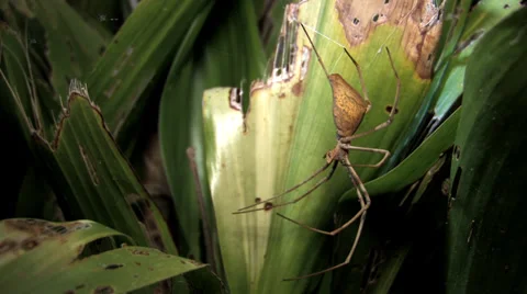 Net Casting Spider (Deinopis ravidus) in leaves Video stock 34754906