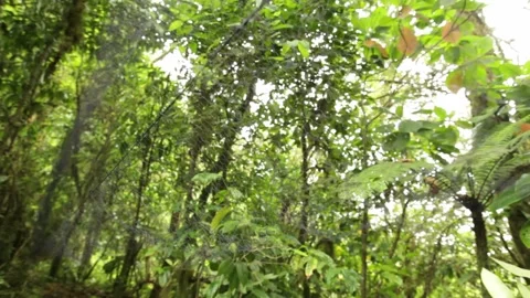 Net to catch birds 스톡 동영상 149123542