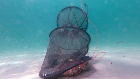 Net catching fish 動画素材 162663912