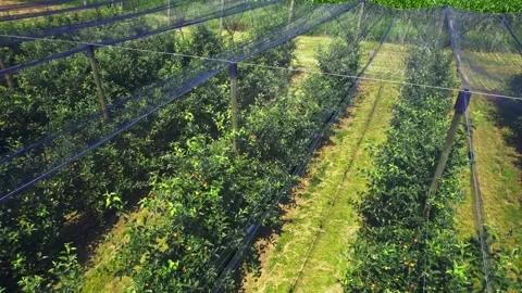 A net covering young green trees of apple orchard Stock Footage 276374155