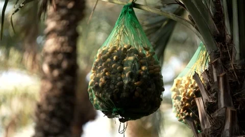 Net of dates hanging from a palm tree Stock Footage 281999269