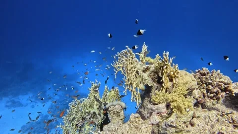 Net Fire Coral Stock Footage 280244554