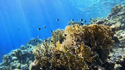 Net Fire Coral Stock Footage 281719707