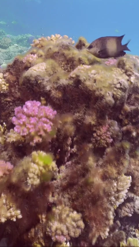 Net Fire Coral (Millepora dichotoma) becomes overgrown with brown algae and dies Stock Footage 252015545