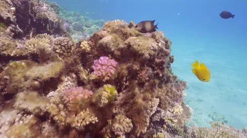 Net Fire Coral (Millepora dichotoma) becomes overgrown with brown algae and dies Stock Footage 252016492