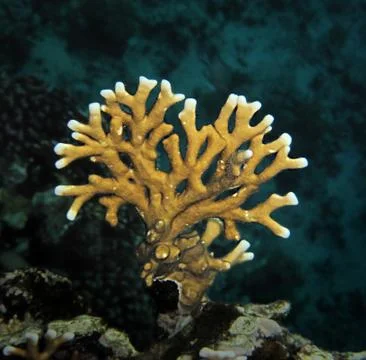 Net fire coral Foto stock