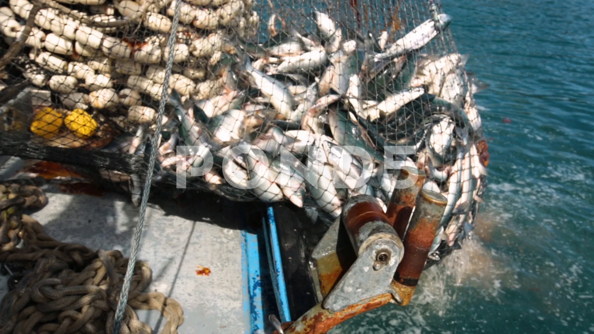 Net full of fluttering fishes being empt, Stock Video