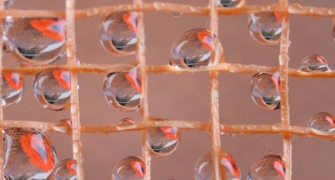 Net full of water drops with reflection of gerber flowers. Stock Photos