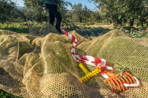 Net Layed out Under Olive Tree for Harvest and Olive Collection Stock Photos
