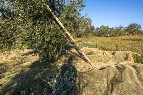 Net Layed out Under Olive Tree for Harvest and Olive Collection Stock Photos