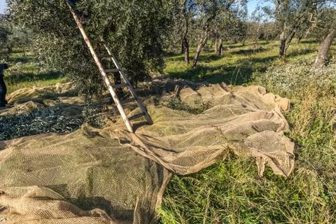 Net Layed out Under Olive Tree for Harvest and Olive Collection Stock Photos