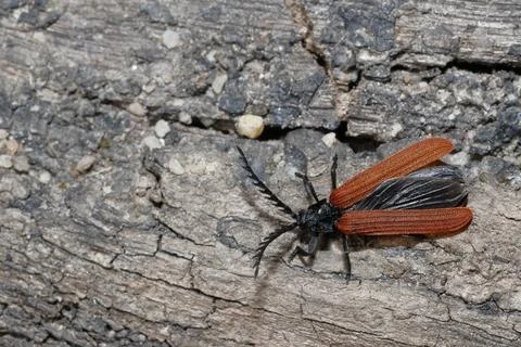 Net-winged beetle getting ready to fly. Stock Photos
