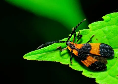 Net-winged beetle Stock Photos