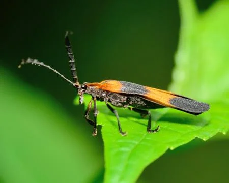Net-winged beetle Stock Photos