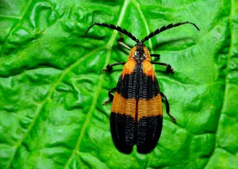 Net-winged beetle Stock Photos