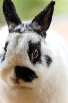 Netherland dwarf rabbit Stock Photos