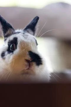 Netherland dwarf rabbit Stock Photos