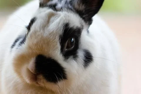 Netherland dwarf rabbit Stock-Fotos