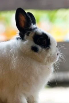 Netherland dwarf rabbit Stock Photos