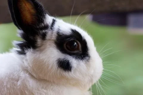 Netherland dwarf rabbit Stock Photos