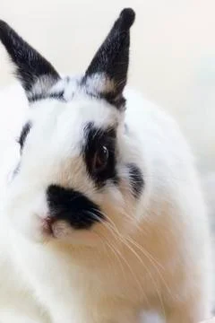 Netherland dwarf rabbit Stock Photos