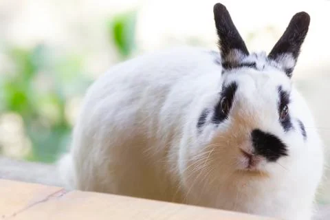 Netherland dwarf rabbit Stock Photos