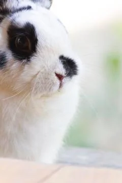 Netherland dwarf rabbit Stock Photos