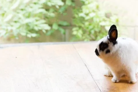 Netherland dwarf rabbit Stock Photos