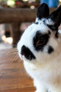 Netherland dwarf rabbit Foto stock
