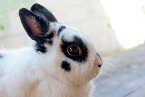 Netherland dwarf rabbit Stock Photos