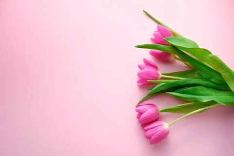 Netherland tulips on pink background topdown view with copyspace at left Stock-Fotos