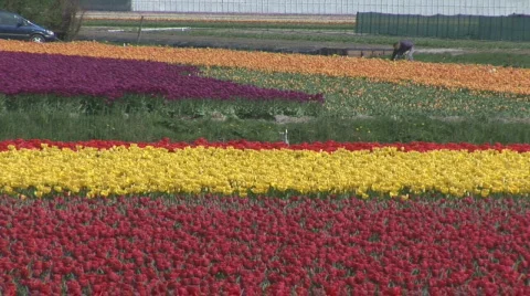 Netherlands 15 Tulip Fields 01 Video stock 533522